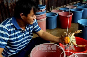 На юге Вьетнама решили выращивать больше краба