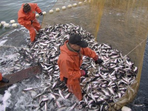 Уровень добычи российских рыбаков превысил 781,5 тыс. тонн 
