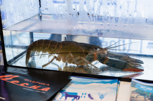 SEAFOOD EXPO RUSSIA 2019 featured a real trawl net and more than 30 commercial-grade species of live hydrobionts