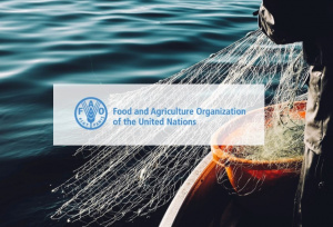Представители ФАО примут участие в мероприятиях деловой программы IV Международного рыбопромышленного форума и Выставки рыбной индустрии, морепродуктов и технологий