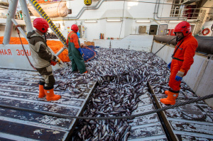 Ассоциация судовладельцев рыбопромыслового флота (АСРФ) получила статус бизнес-партнёра V Global Fishery Forum & Seafood Expo Russia