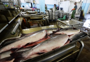 В Ленобласти построят новое рыбоперерабатывающее производство