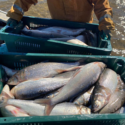 МУП «Булунское» вновь примет участие на SEAFOOD EXPO RUSSIA 2021